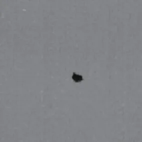 Black Spot